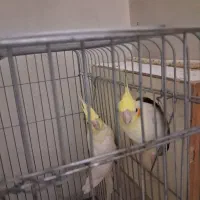 عروس هلندی مولد