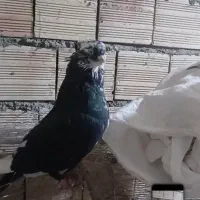 یک عدد دمبی جمع قنار ب فروش مرسی.|پرنده|میانه, |دیوار