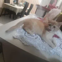 توله گربه بریتیش گلد|گربه|تبریز, |دیوار