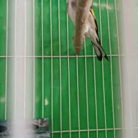 سلام یک عدد وسهره ماده|پرنده|کرمان, |دیوار