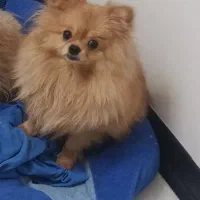 پامرین ماده خرسی