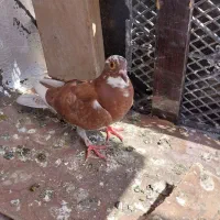 کبوتر