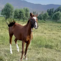 اسب مادیون ترکمن ۴به۵