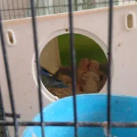 کتوله برزیلی|پرنده|کوه چنار, |دیوار