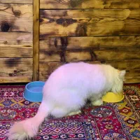 گربه پرشین اصل نر|گربه|رشت, باهنر|دیوار