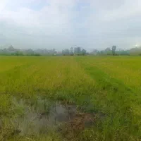 3400متر شالیزار فروش بصورت کلی یا 2000 و 1400 متر