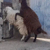 بره نر|حیوانات مزرعه|خواف, |دیوار