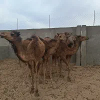شتر حاشی و بلوون سنتی و رودباری آماده پروار