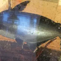 ماهی پنج کوسه