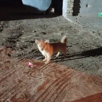 سگ پامر|سگ|زارچ, |دیوار