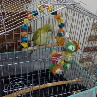 راهب|پرنده|کرج, باغستان|دیوار