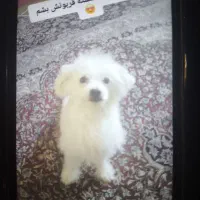 سگ گمشده ۲۰متری شهرداری