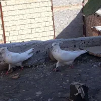 پرنده