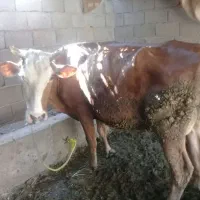 گاو گوساله سیمیتال از فهرج