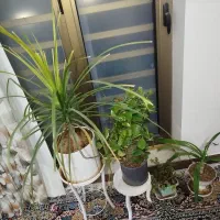 فروش گل به دلیل جابه جایی