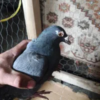 کفتر پلاکی نامی|پرنده|داران, |دیوار