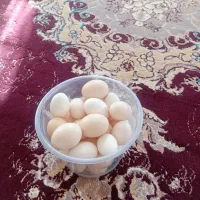 تخم مرغ تازه