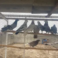 کبوتر اصیل|پرنده|ماهدشت, |دیوار