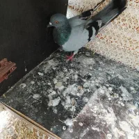 کبوتر