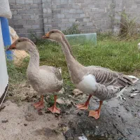 غاز
