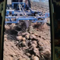 فروش چغندر قند