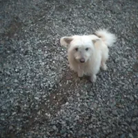 سگ برای فروش پاکوتاه