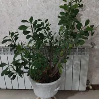 گل مرجان ودیفن باهم ۲۰۰|گل و گیاه طبیعی|گلبهار, |دیوار
