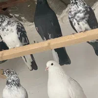 کبوتر پرشی|پرنده|گرگان, |دیوار