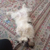 معاوضه با ملنگو نر یا گرینچیک