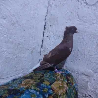 زرگان|پرنده|باوی, |دیوار