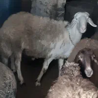 قوچ یک ساله