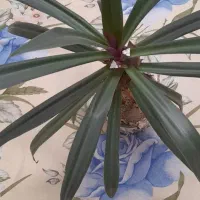 گل زیبا و سرحال|گل و گیاه طبیعی|کنگاور, |دیوار