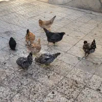 مرغ تخم گذار