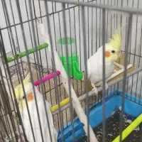 عروس هلندی دستی نر جوجه|پرنده|مشهد, بلال|دیوار