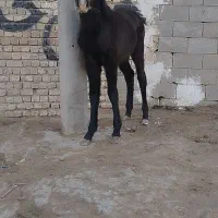 اسب کره مادیان|اسب و تجهیزات اسب‌سواری|خمینی‌شهر, |دیوار