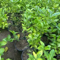 شمشاد طلایی سطل3