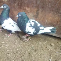 کبوتر بوم|پرنده|مشهد, سمزقند|دیوار