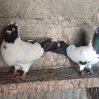 دورباخ فروشی