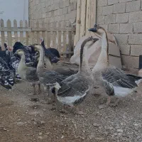 جوجه قوغاز اصیل اوکراینی|حیوانات مزرعه|قزوین, |دیوار