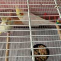 پرنده عروس هلندی