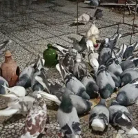 خرقه کیپ سیمونی سینه باز سرخ شیویدی گلین زره ای