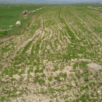 زمین-کشاورزی-درجاده-جبدرق-یولی-واقع-در-روستای-اور