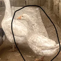 یک غوقاز ماده و دو غاز ماده