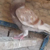 المانی کفتر