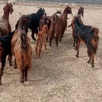 فروش 8رس بز کهره دار