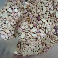 نصف لوبیا ک از لوبیا درسته جداشده ..زودپزولعاب دار