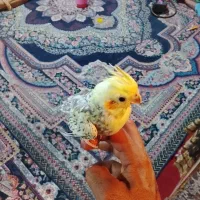 یک عدد عروس هلندی