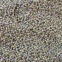 ماش دیم زودپخت