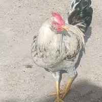 خروس ریشو
