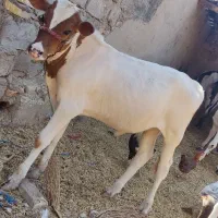 گوساله نر ماده|حیوانات مزرعه|اهواز, زرگان|دیوار